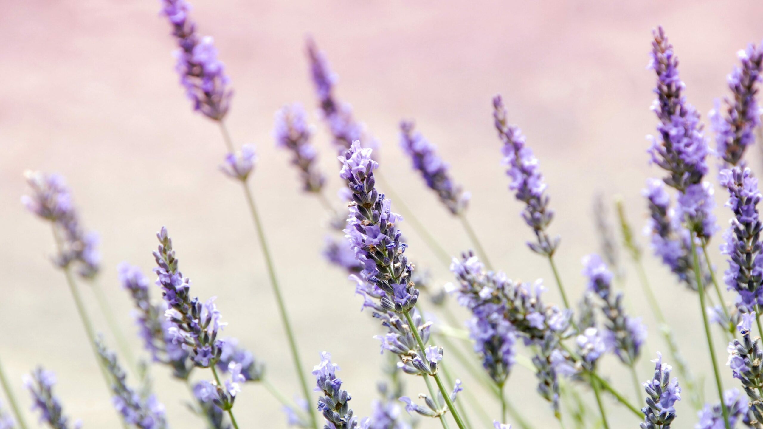 lavendar aromatherapy